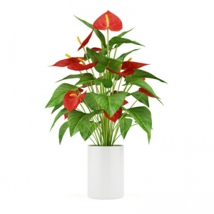 עציץ אנטוריום בכלי