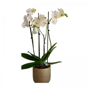 עציץ סחלבים