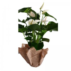 עציץ אנטוריום לבן