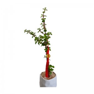 פורטולקריה עץ הכסף