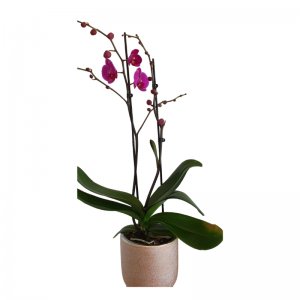 עציץ סחלבים זוג מפוצל