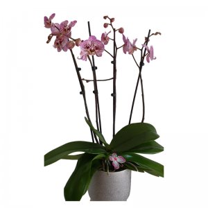 עציץ סחלבים 4 ענפים מפוצל